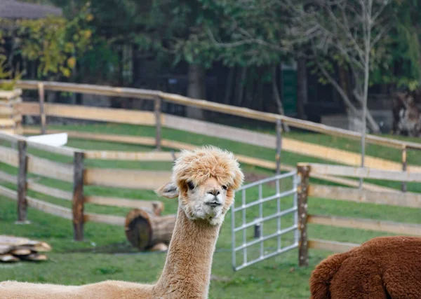 背景に木のある公園のかわいいラマ — ストック写真