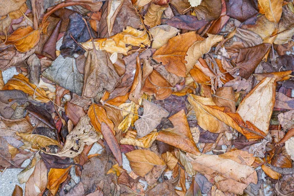 Horní Pohled Podzimní Listí Zemi — Stock fotografie