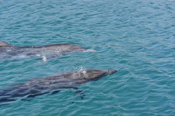 Närbild Skott Två Delfiner Simmar Det Blå Vattnet Den Marina — Stockfoto