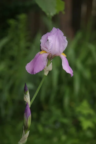 Vertikal Bild Den Vackra Iris Blomma — Stockfoto