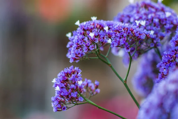 Zbliżenie Zdjęcie Kolorowych Wiosennych Kwiatów Miękkim Rozmytym Tłem — Zdjęcie stockowe