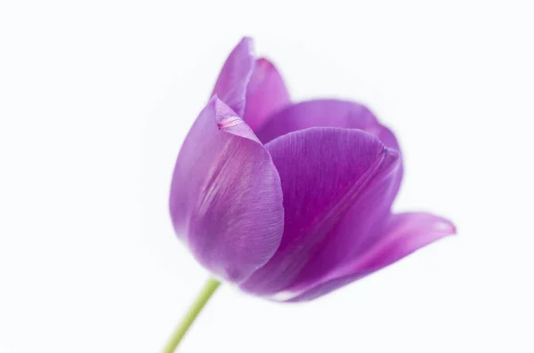 Gros Plan Une Fleur Tulipe Rose Isolée Sur Fond Blanc — Photo