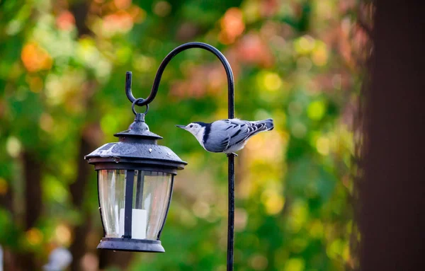 背景に木で覆われた鳥の選択的フォーカスショット — ストック写真