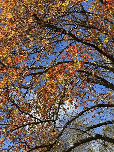 Eine Vertikale Aufnahme Von Ästen Mit Gelb Roten Blättern — Stockfoto