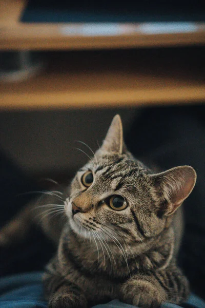 Tiro Seletivo Foco Gato Bonito Que Olha Para Seu Proprietário — Fotografia de Stock