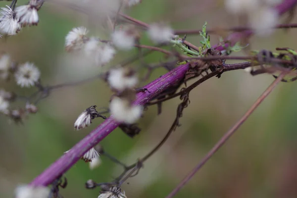 Eine Nahaufnahme Von Niedlichen Blumen Auf Dem Baum Unter Dem — Stockfoto