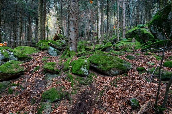 Plan Fascinant Magnifique Paysage Automnal Forêt Noire Allemagne — Photo