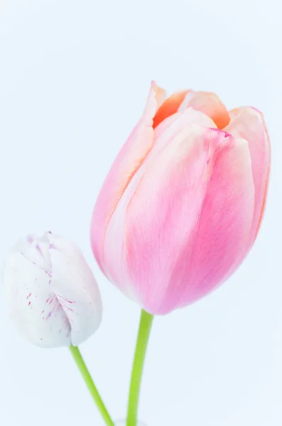 Цветет Тюльпан Белом Фоне — стоковое фото