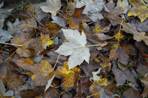 Eine Nahaufnahme Von Trockenen Herbstblättern Auf Dem Boden — Stockfoto