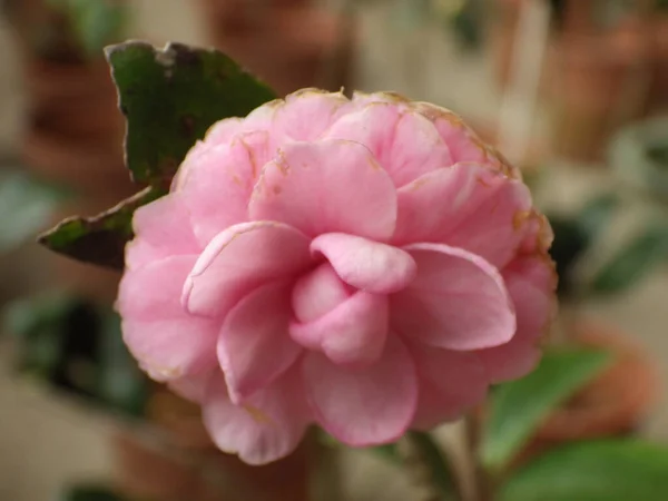 Zbliżenie Ujęcie Różowego Camellia Kwiatu Kwitnącego Ogrodzie — Zdjęcie stockowe