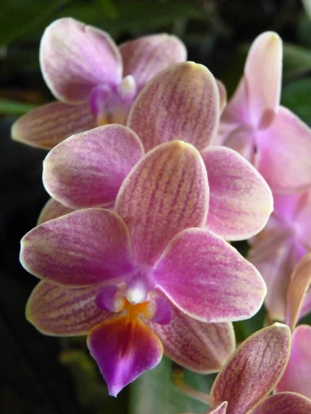 Primer Plano Una Flor Orquídea Plena Floración Primavera — Foto de Stock