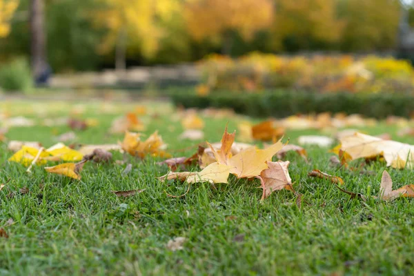 Closeup Shot Beautiful Autumn Leaves — Stock Photo, Image