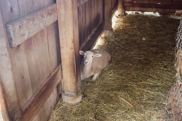 Gündüz Vakti Çiftlikte Bir Koyunun Yüksek Açılı Görüntüsü — Stok fotoğraf