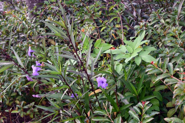 绿色植物 紫色花和其他绿色植物 — 图库照片