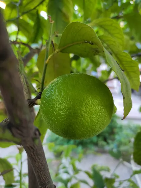 在一棵树上垂直拍摄的新鲜绿色石灰特写 — 图库照片