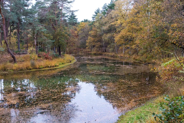 Odbicie Jesiennych Drzew Stawie Wodnym Parku — Zdjęcie stockowe
