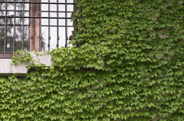 Pięknie Rosnące Liście Bluszczu Przykrywające Ścianę Budynku — Zdjęcie stockowe