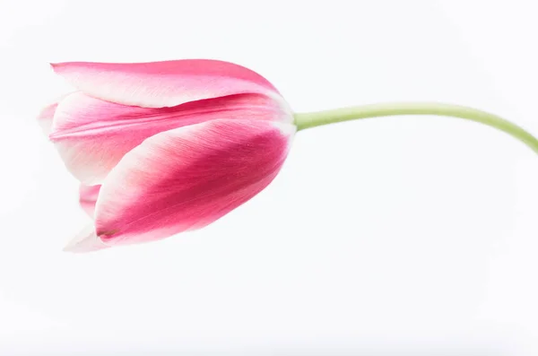 Крупный План Розового Цветка Тюльпана Белом Фоне — стоковое фото