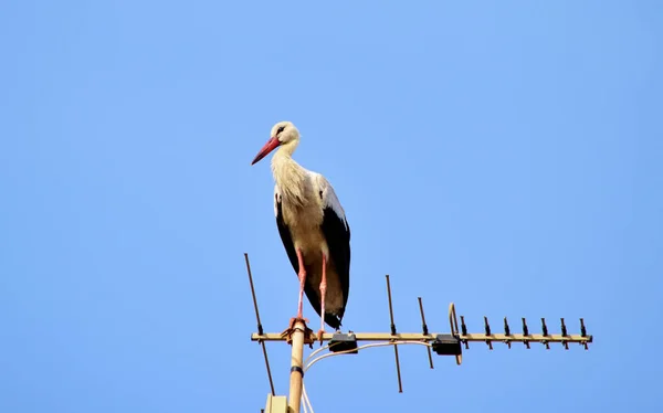 Birzebbuga Malta Oct 2015 White Stork Ciconia Ciconia Migrating Maltese — Stock Photo, Image