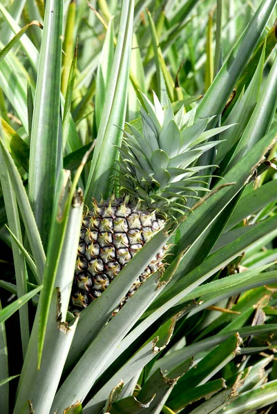 Vertikální Záběr Ananas Rostoucí Obklopený Listy — Stock fotografie