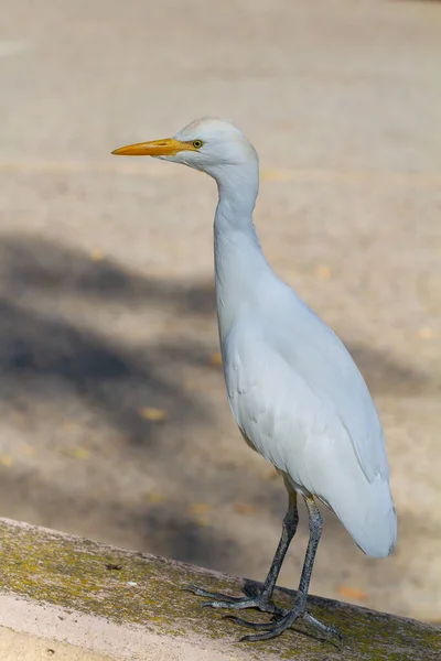 Disparo Vertical Una Garza Caminando Día Soleado —  Fotos de Stock