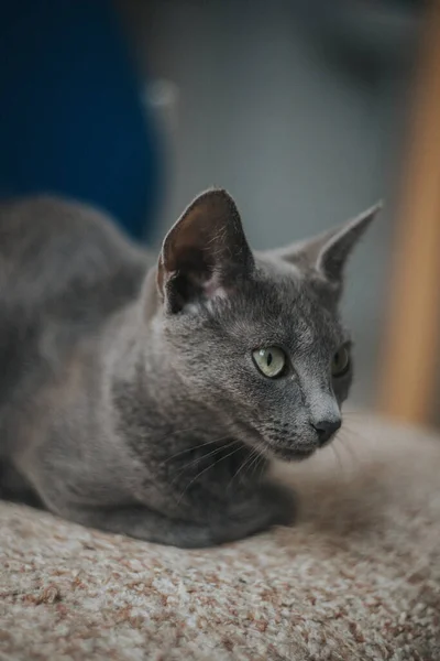 Primer Plano Lindo Gato Gris Acostado Sofá — Foto de Stock