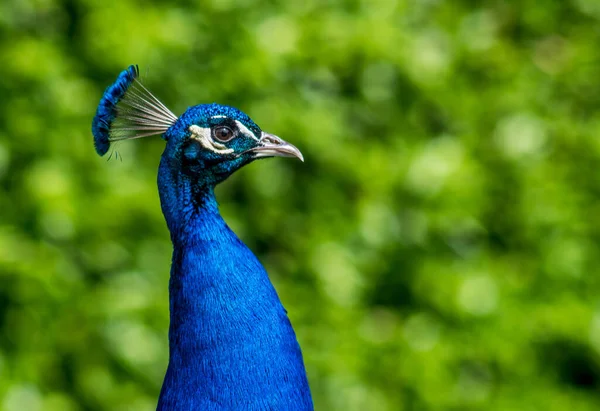 a closeup of a blue indian peafowl in a green field