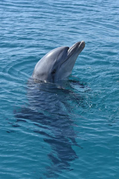Disparo Vertical Delfín Nadando Las Aguas Azules Del Parque Marino —  Fotos de Stock