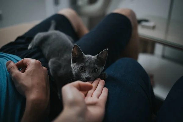 Closeup Shot Hand Petting Cute Gray Kitten — Stock Photo, Image