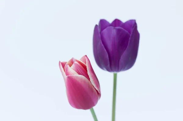 Gros Plan Deux Fleurs Tulipes Colorées Isolées Sur Fond Blanc — Photo