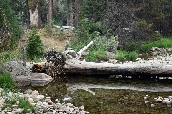 Fallen Tree Trunks Shallow Water — Stock Photo, Image