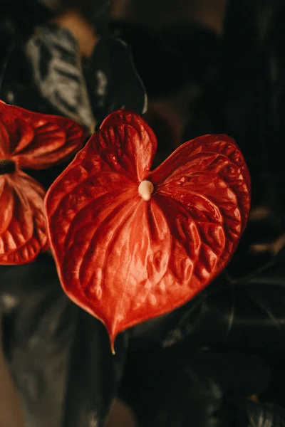 Vertikalt Nærbilde Rød Laceleaf Blomst – stockfoto