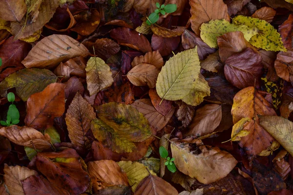 Een Close Shot Van Herfstbladeren Het Bos — Stockfoto