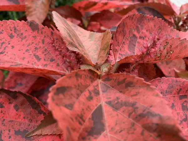 Een Close Opname Van Een Roodbladige Plant Onder Daglicht — Stockfoto