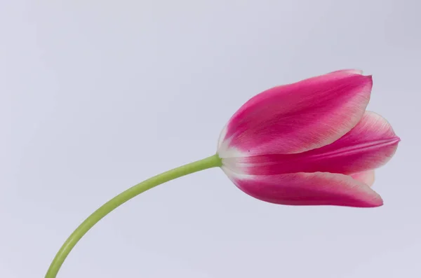 Eine Nahaufnahme Einer Rosa Tulpenblume Isoliert Auf Weißem Hintergrund Mit — Stockfoto