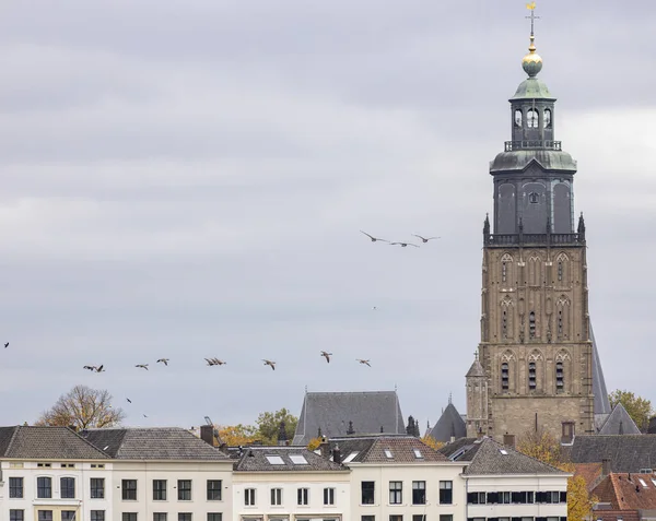 荷兰汉萨城 Zutphen 沃尔堡克教堂塔楼旁边的一群雁群和历史建筑的屋顶 — 图库照片