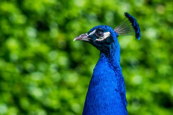 a closeup of a blue indian peafowl in a green field