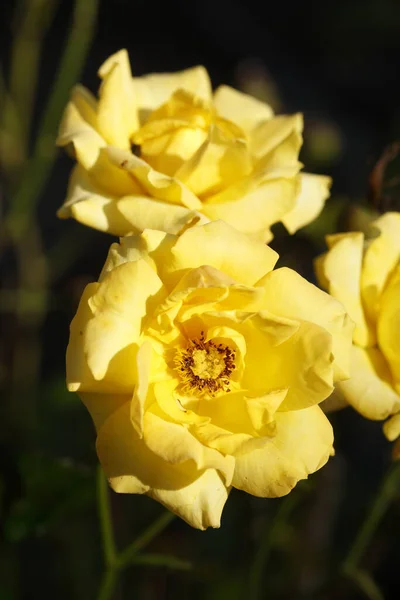 Plano Vertical Rosas Amarillas Floreciendo Jardín Día Soleado — Foto de Stock