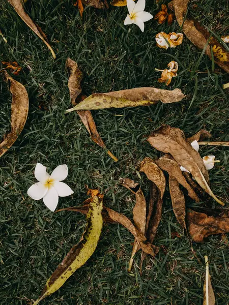 Μια Κάθετη Βολή Από Πεσμένα Φύλλα Και Ένα Λευκό Λουλούδι — Φωτογραφία Αρχείου