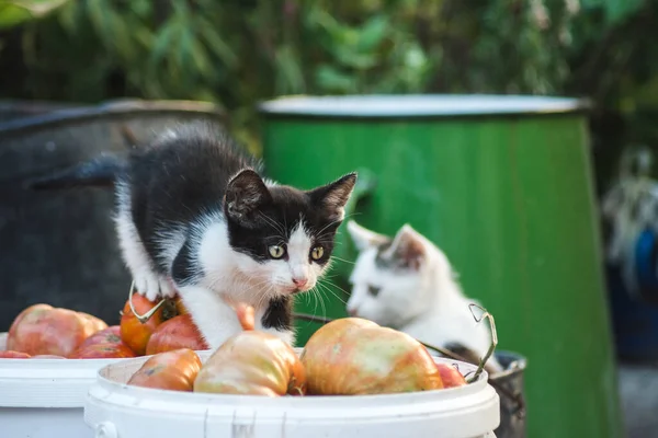 Крупним Планом Милі Кошенята Грають Дворі Овочами — стокове фото