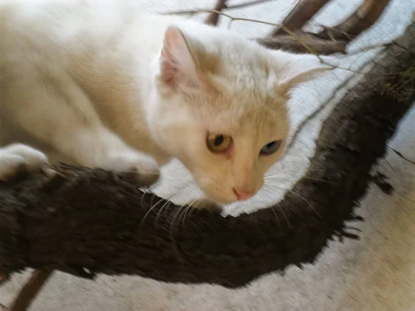 Tiro Foco Seletivo Gato Branco Encantador Com Heterochromia Subiu Ramo — Fotografia de Stock