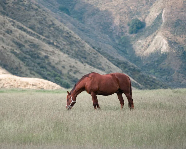 Piękny Brązowy Koń Jedzący Trawę Polu Górskim Tle Łańcucha — Zdjęcie stockowe
