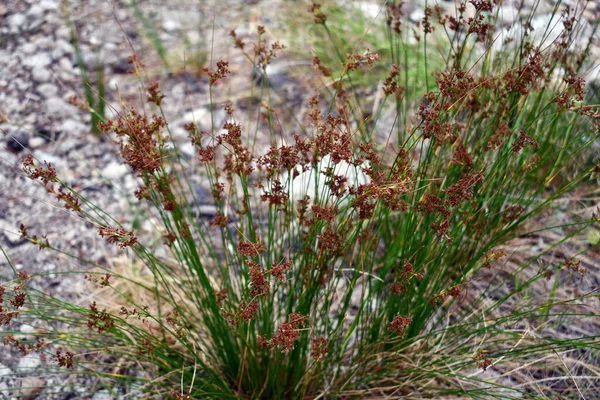 Växterna Och Röda Rusningarna Som Växer Marken — Stockfoto