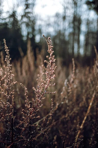 stock image A vertical shot of dried mugwort in a field under the sunlight with a blurry background