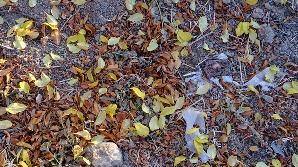 Zbliżenie Ujęcie Kolorowych Jesiennych Liści Ziemi — Zdjęcie stockowe