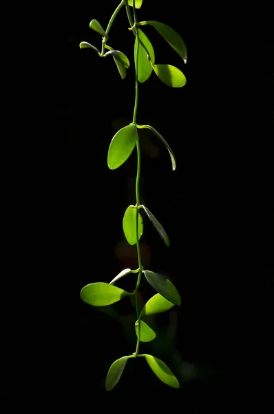 黒い背景に葉が孤立した緑色の枝の垂直ショット — ストック写真
