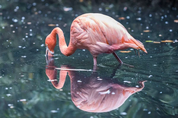 Enfoque Selectivo Hermoso Flamenco Rosado Vadeando Agua — Foto de Stock