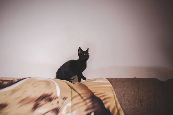 在灯下靠墙的沙发上的一只黑色小猫咪 — 图库照片