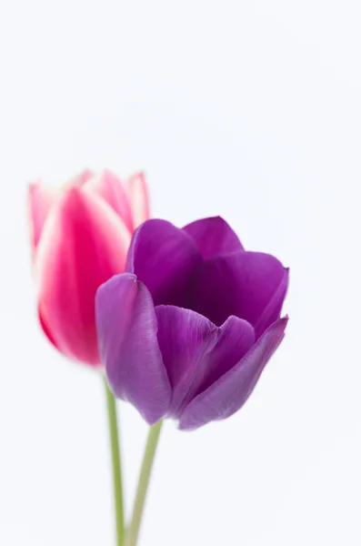Tiro Vertical Duas Flores Tulipa Coloridas Fundo Branco Com Espaço — Fotografia de Stock