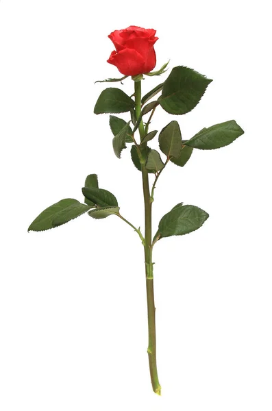 Colpo Verticale Una Rosa Rossa Isolata Uno Sfondo Bianco — Foto Stock